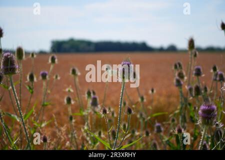 Depleted acidic soils without nutrients in agriculture lead to stunted growth and misery Stock Photo