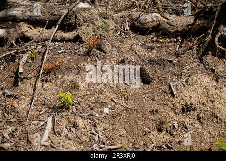 Depleted acidic soils without nutrients in agriculture lead to stunted growth and misery Stock Photo