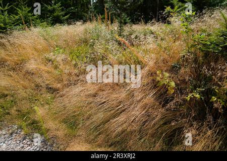 Depleted acidic soils without nutrients in agriculture lead to stunted growth and misery Stock Photo