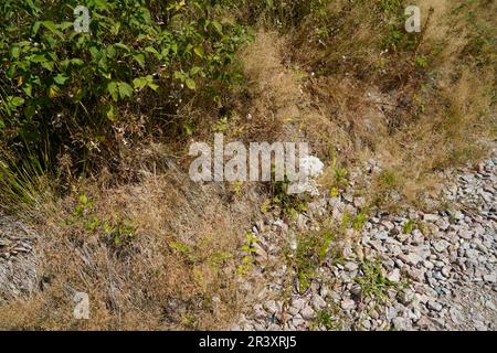 Depleted acidic soils without nutrients in agriculture lead to stunted growth and misery Stock Photo