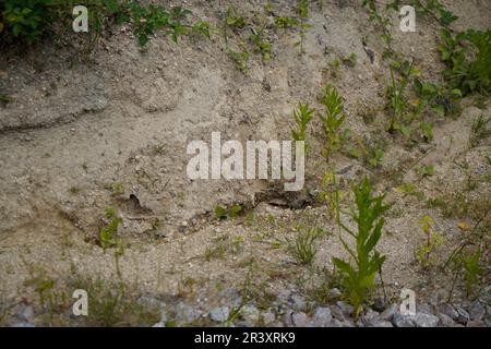 Depleted acidic soils without nutrients in agriculture lead to stunted growth and misery Stock Photo