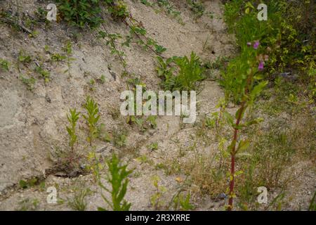 Depleted acidic soils without nutrients in agriculture lead to stunted growth and misery Stock Photo