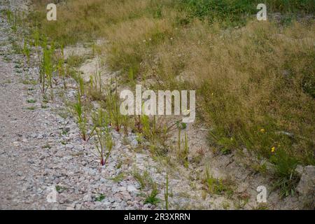 Depleted acidic soils without nutrients in agriculture lead to stunted growth and misery Stock Photo