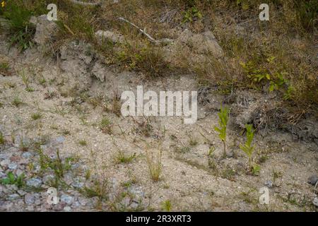 Depleted acidic soils without nutrients in agriculture lead to stunted growth and misery Stock Photo