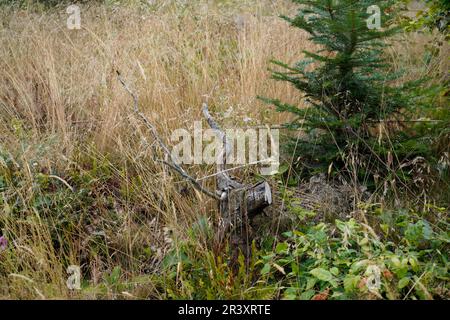 Depleted acidic soils without nutrients in agriculture lead to stunted growth and misery Stock Photo