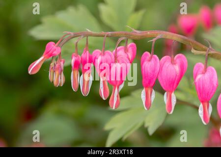 Dicentra spectabilis, syn. Lamprocapnos spectabilis, known as Bleeding heart Stock Photo