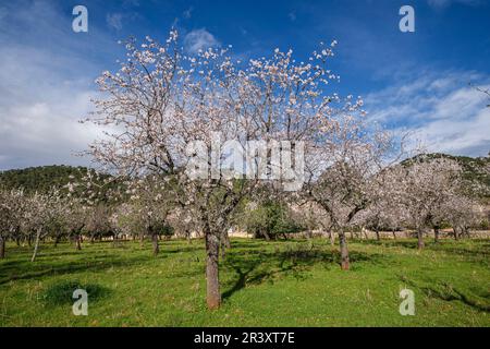 almond blossom, Caimari, Mallorca, Balearic Islands, Spain Stock Photo ...