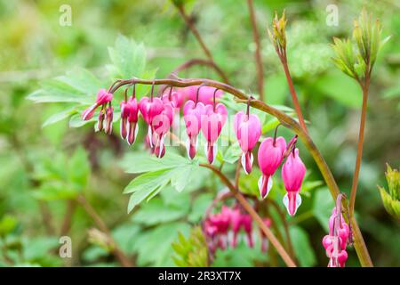 Dicentra spectabilis, syn. Lamprocapnos spectabilis, known as Bleeding heart Stock Photo