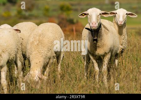 rebaño de ovejas, Santa María de la Nuez , municipio de Bárcabo,Sobrarbe, Provincia de Huesca, Comunidad Autónoma de Aragón, cordillera de los Pirineos, Spain, europe. Stock Photo