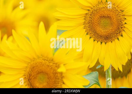 campo de girasoles, Helianthus annuus, santa María de Huerta, Soria, comunidad autónoma de Castilla y León, Spain, Europe. Stock Photo