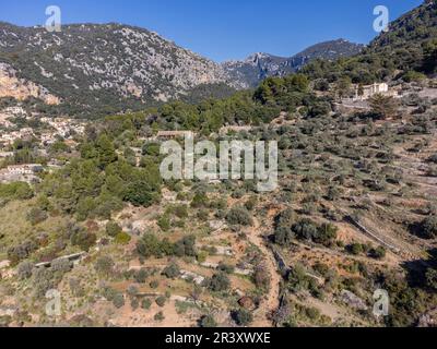 Son Brondo olive grove, typical Mallorcan variety, Valldemossa, Majorca, Balearic Islands, Spain. Stock Photo