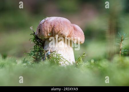 Boletus edulis, known as Penny bun, Cep, Porcino, Porcini, Edible boletus, King bolete Stock Photo