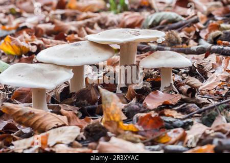 Clitocybe nebularis (Lepista nebularis), known as  the Clouded agaric, Cloud funnel Stock Photo