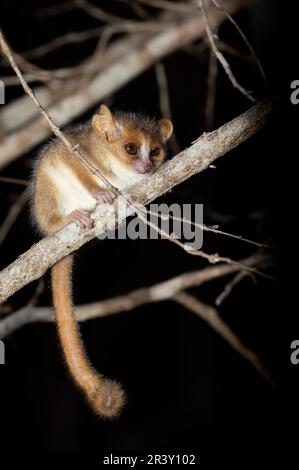 Madame Berthe's mouse lemur, Microcebus berthae, Madagascar wildlife animal Stock Photo