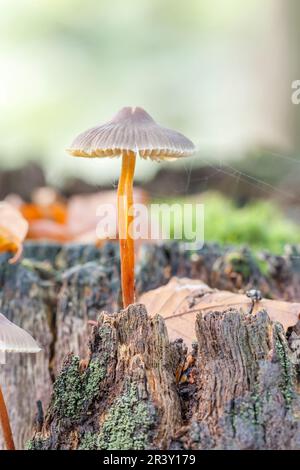 Mycena crocata, known as the Saffrondrop bonnet, Saffon-drop bonnet in autumn Stock Photo