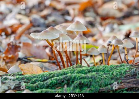 Mycena crocata, known as the Saffrondrop bonnet, Saffon-drop bonnet in autumn Stock Photo