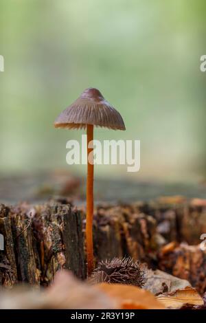 Mycena crocata, known as the Saffrondrop bonnet, Saffon-drop bonnet in autumn Stock Photo