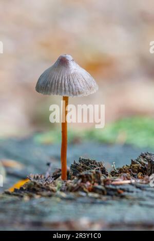 Mycena crocata, known as the Saffrondrop bonnet, Saffon-drop bonnet in autumn Stock Photo