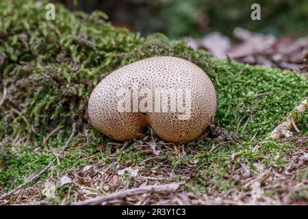 Scleroderma citrinum, known as Common earthball, Pigskin poisen puffball, Common earth ball Stock Photo