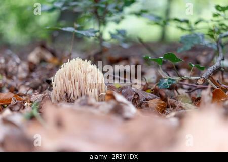 Ramaria stricta, known as Upright coral, Strict-branch coral, Coral fungi Stock Photo