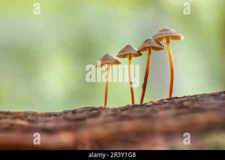 Mycena crocata, known as the Saffrondrop bonnet, Saffon-drop bonnet in autumn Stock Photo