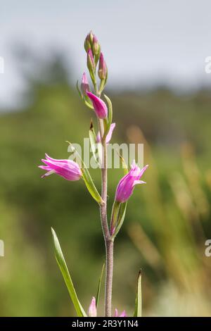 Cephalanthera rubra, known as the Red helleborine Stock Photo