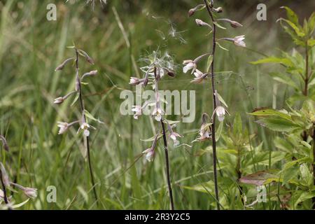 Epipactis palustris, commonly known as the Marsh helleborine Stock Photo