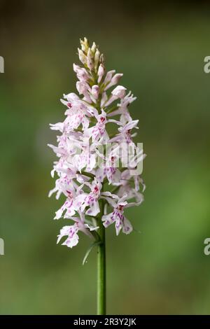 Dactylorhiza maculata, subsp. fuchsii, known as Common spotted orchid Stock Photo