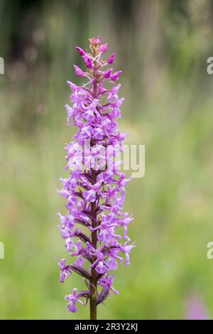 Gymnadenia conopsea, known as Fragant orchid, Marsh fragant orchid, Chalk fragant-orchid Stock Photo