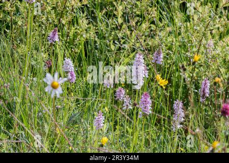 Dactylorhiza maculata, known as Heath Spotted Orchid, Moorland Spotted Orchid, Spotted orchis Stock Photo