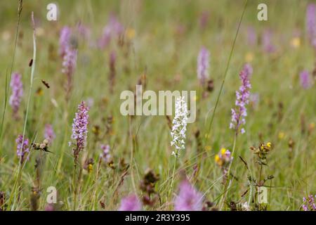Gymnadenia conopsea, known as Fragant orchid, Marsh fragant orchid (white shape) Stock Photo