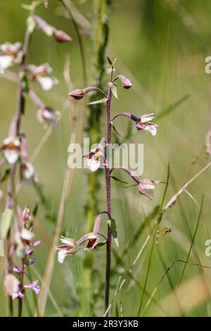 Epipactis palustris, commonly known as the Marsh helleborine Stock Photo