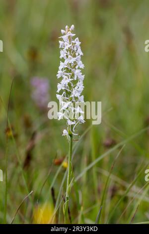 Gymnadenia conopsea, known as Fragant orchid, Marsh fragant orchid (white shape) Stock Photo