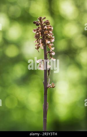 Vertical shot of light brown orchids on a green background Stock Photo ...