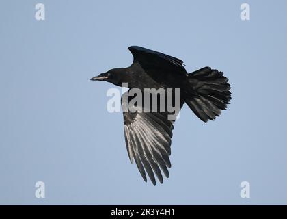 Carrion crows are most often solitary or paired, the exception being family parties post successful breeding. Stock Photo