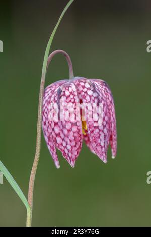 Fritillaria meleagris, known as Snake's fritillary, Snake's head, Chess flower, Lazarus bell Stock Photo