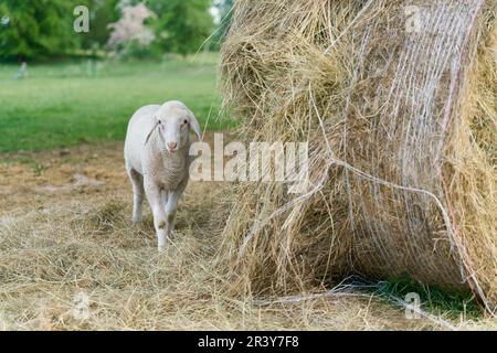 Young single lamb on a meadow in a park next to a hay bale Stock Photo