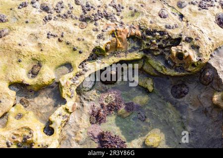 Natural texture, barnacle and oyster shells embedded on a rock on the beach, abstract background Stock Photo