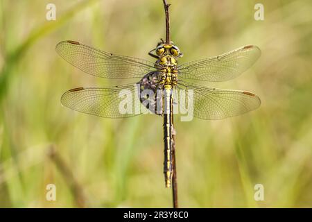 Gomphus pulchellus, commonly known as the Western clubtail Stock Photo