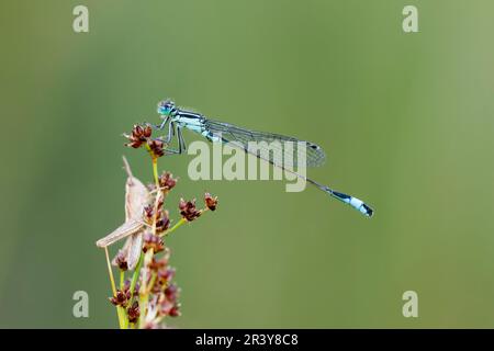 Ischnura elegans, known as Blue-tailed damselfly, Common bluetail Stock Photo