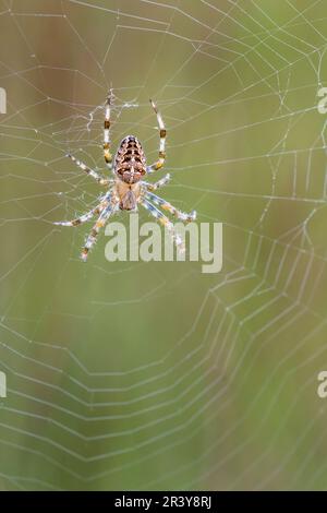 Araneus diadematus, known as Garden spider, Diadem spider, Cross spider, Crowned orb weaver Stock Photo