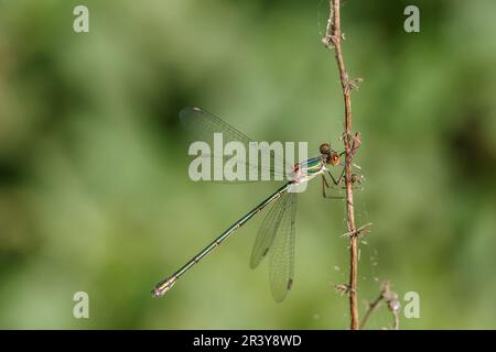 Chalcolestes viridis, known as Green emerald damselfly, Western willow spreadwing Stock Photo