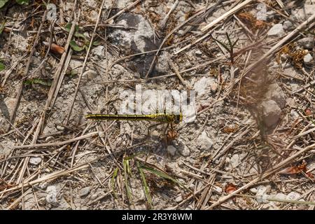 Gomphus pulchellus, commonly known as the Western clubtail Stock Photo