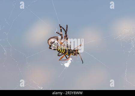 Nuctenea umbratica, (former Araneus umbraticus) with wasp, known as Walnut orb-weaver spider Stock Photo