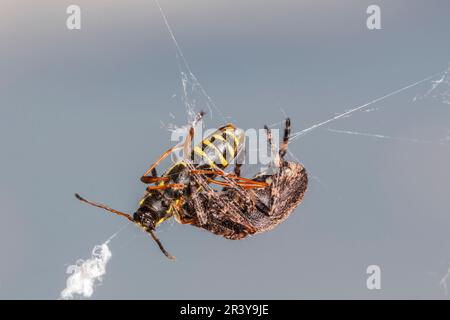 Nuctenea umbratica, (former Araneus umbraticus) with wasp, known as Walnut orb-weaver spider Stock Photo