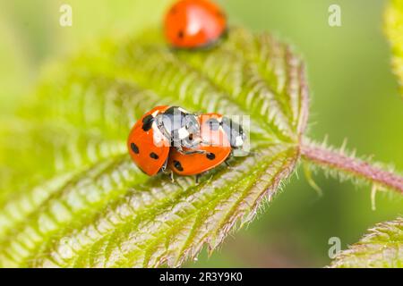 Coccinella septempunctata, seven-spot ladybird, seven-spotted ladybug, seven-spotted lady beetle Stock Photo