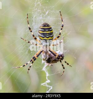 Argiope bruennichi, commonly known as the Wasp spider Stock Photo