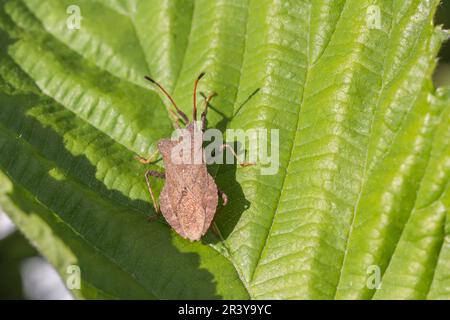 Coreus marginatus, known as Cimex, brown squash bug, Dock bug, Dock leaf-bug Stock Photo