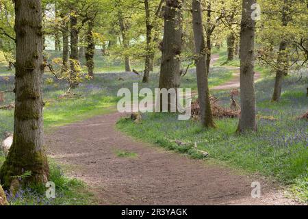 A Winding Unsurfaced Path Leading into Kinclaven Bluebell Wood Through Oak Trees and Bluebells (Hyacinthoides Non-scripta) in Flower Stock Photo