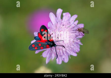 Zygaena transalpina, known as the Southern six spot burnet Stock Photo